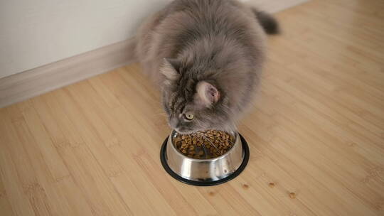 猫吃碗里的食物的俯视图