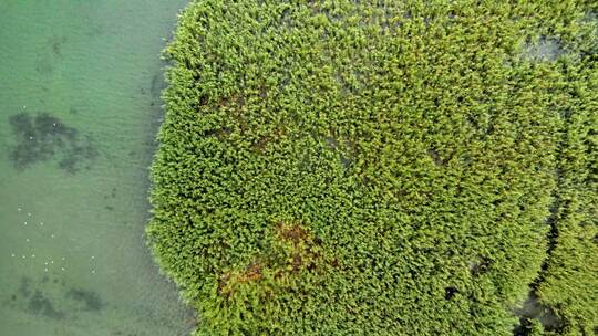 在马其顿奥赫里德湖的斯特鲁加，用芦苇和甘蔗制成的野生岛屿的航拍。