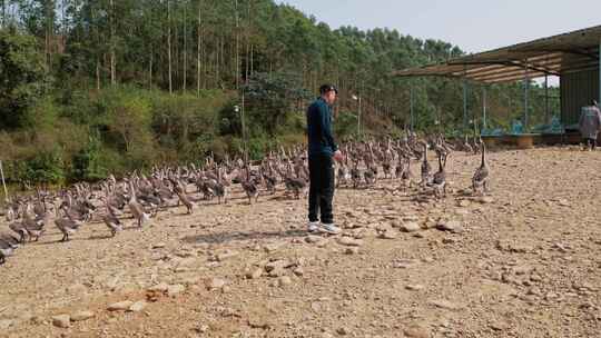 清远黑棕鹅养殖基地实拍素材