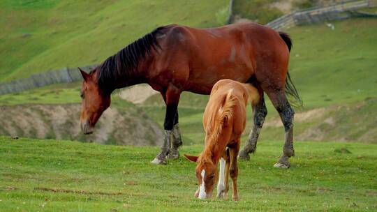 两匹俊美的马早草原上吃草内蒙古大草原