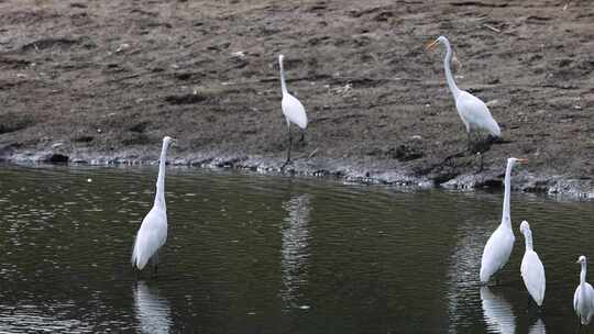 湿地栖息的白鹭群视频素材模板下载