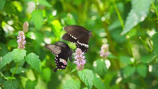 两只黑蝴蝶成双成对飞舞求偶交配慢镜头