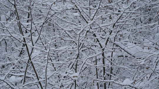 冬季雪景树林树枝落雪