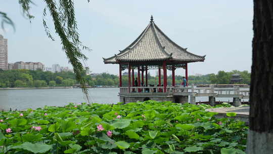 济南大明湖风景名胜区夏季风光