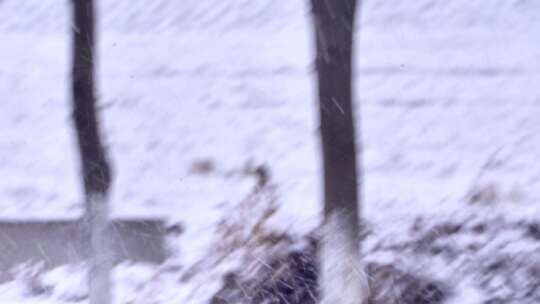 下雪雪景田野树木树林树枝雪花飘落