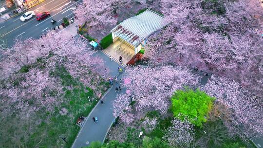 虹口足球场樱花林航拍风光