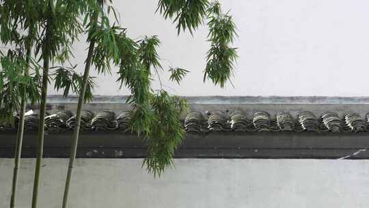 传统中式园林内的竹子
