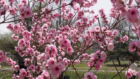 微距特写鲜花桃花粉色花朵