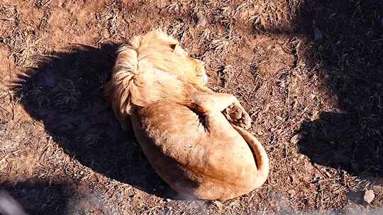  狮子 食肉目 猫科