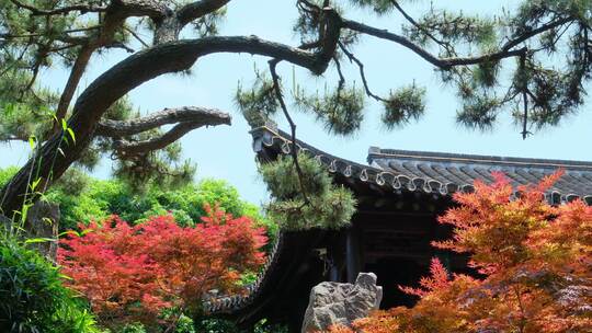 中式园林庭院古建筑屋檐秋天枫叶红叶黄叶