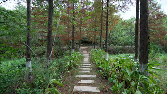 武汉江夏区藏龙岛国家湿地公园