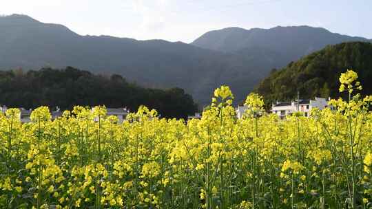 油菜花