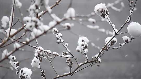 雪中树枝下雪场景飘雪冬季视频