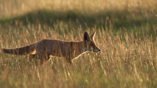 红狐在日落时悠闲地跑过草地