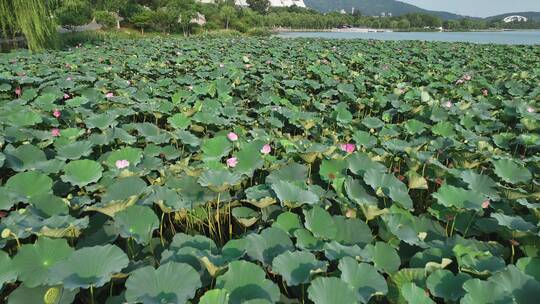 夏日阳光下的南京玄武湖荷花