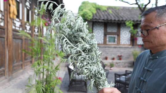 端午节插艾蒿传统节日习俗视频素材模板下载