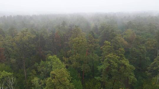 雨季雾中森林