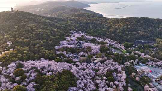 江苏 无锡 太湖 鼋头渚樱花 春天 旅游