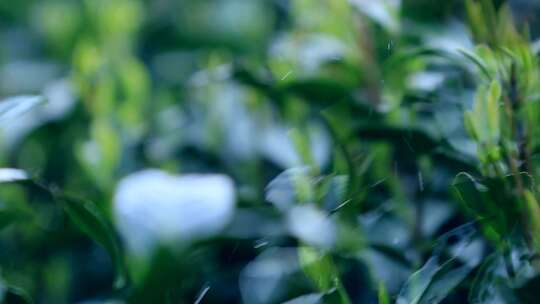 手部特写采摘茶叶画面