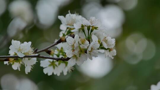 樱桃树开花白色樱花