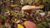 森林蘑菇高清在线视频素材下载