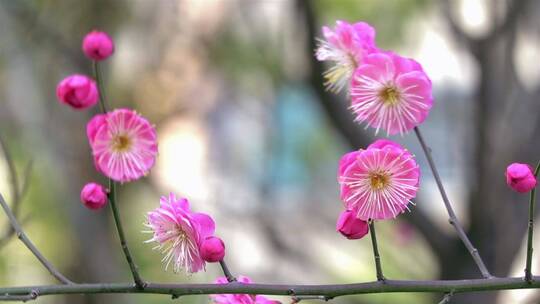 春季红色梅花景观