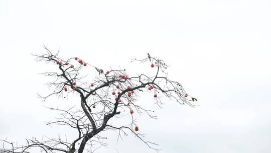 深秋初冬扬州瘦西湖在柿子树上觅食的喜鹊视频素材模板下载