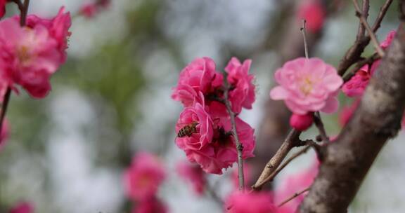 春天里，蜜蜂在杏梅花朵上采蜜