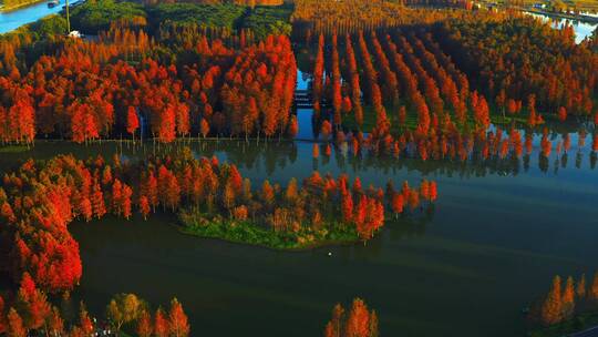 航拍秋季红色水上森林视频素材模板下载