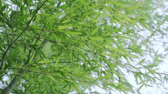 竹林竹叶禅意下雨天唯美空镜