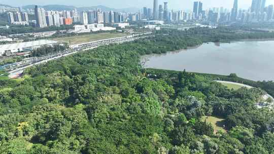 深圳湾红树林航拍福田红树林海滨生态公园视频素材模板下载