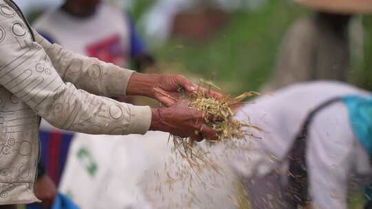 巴厘岛女人分拣rice_Balinese