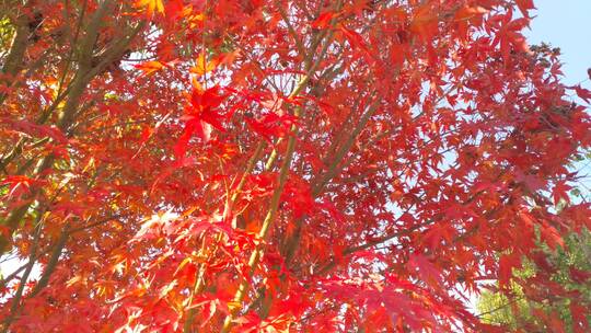 秋天里的红色枫叶秋日暖阳