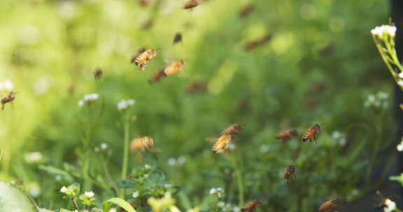 春天田野养蜂场蜜蜂围绕蜂箱飞舞