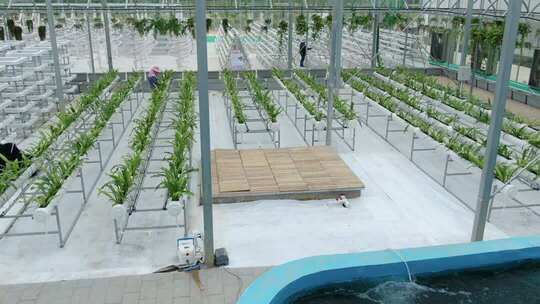 温室大棚内的蔬菜种植场景