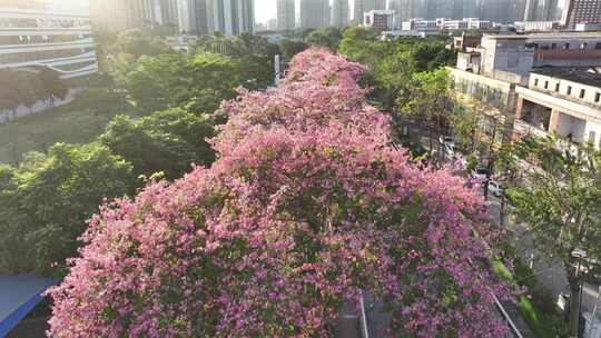 中国广东省广州市荔湾区坦尾美丽异木棉