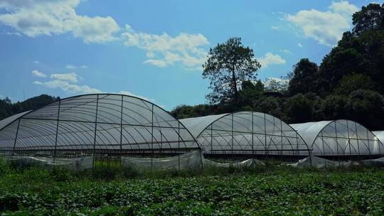 农村蔬菜大棚大景