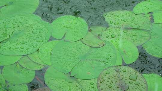 夏天暴雨，雨滴落在水里溅起水花