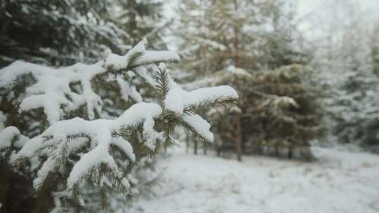 森林，雪，树，针叶树