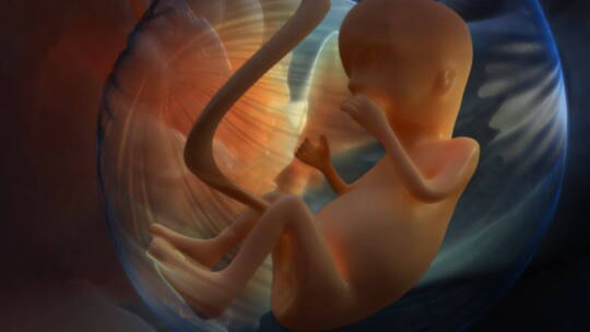高科技医疗技术3D子宫胚胎发育生长视频素材