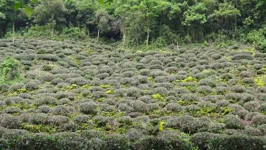 山间的大片茶园合集