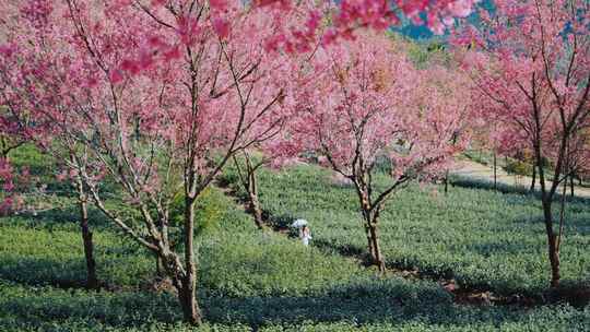 大理无量山樱花谷