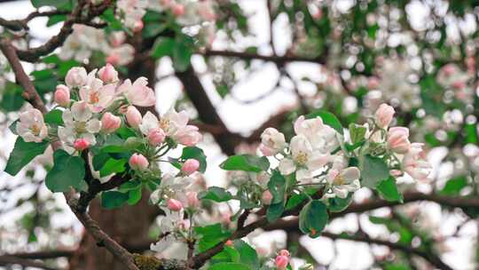 蜜蜂在苹果树上飞来飞去