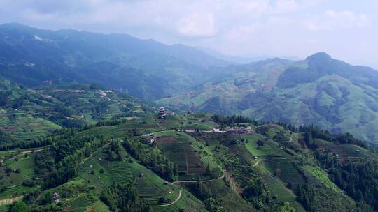 4k 航拍柳州三江布央仙人茶山茶山风景区