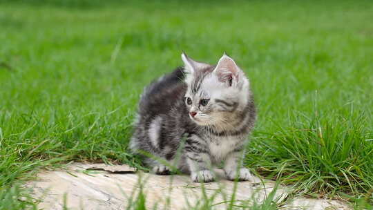 可爱的美国短发小猫躺在公园里看