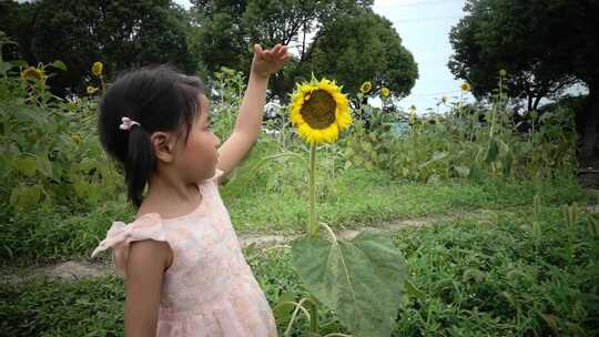 儿童用手跟向日葵比高