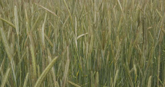 夏天田野上的绿色小麦芽