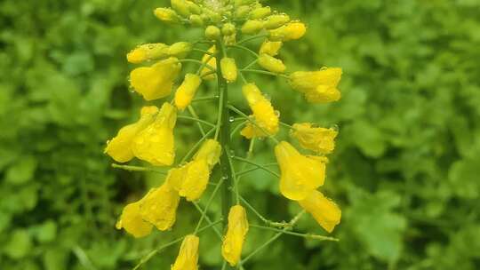 菜花小黄花寒风中摇曳水珠摇晃微距