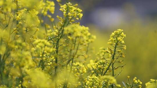 蜜蜂  蝴蝶停留在油菜花上