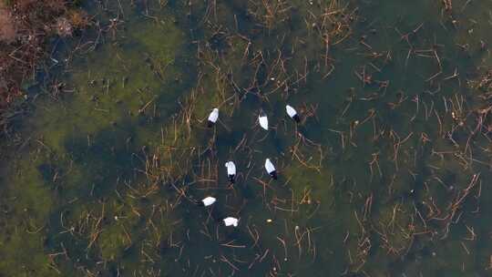 航拍山东黄河入海口湿地的东方白鹳